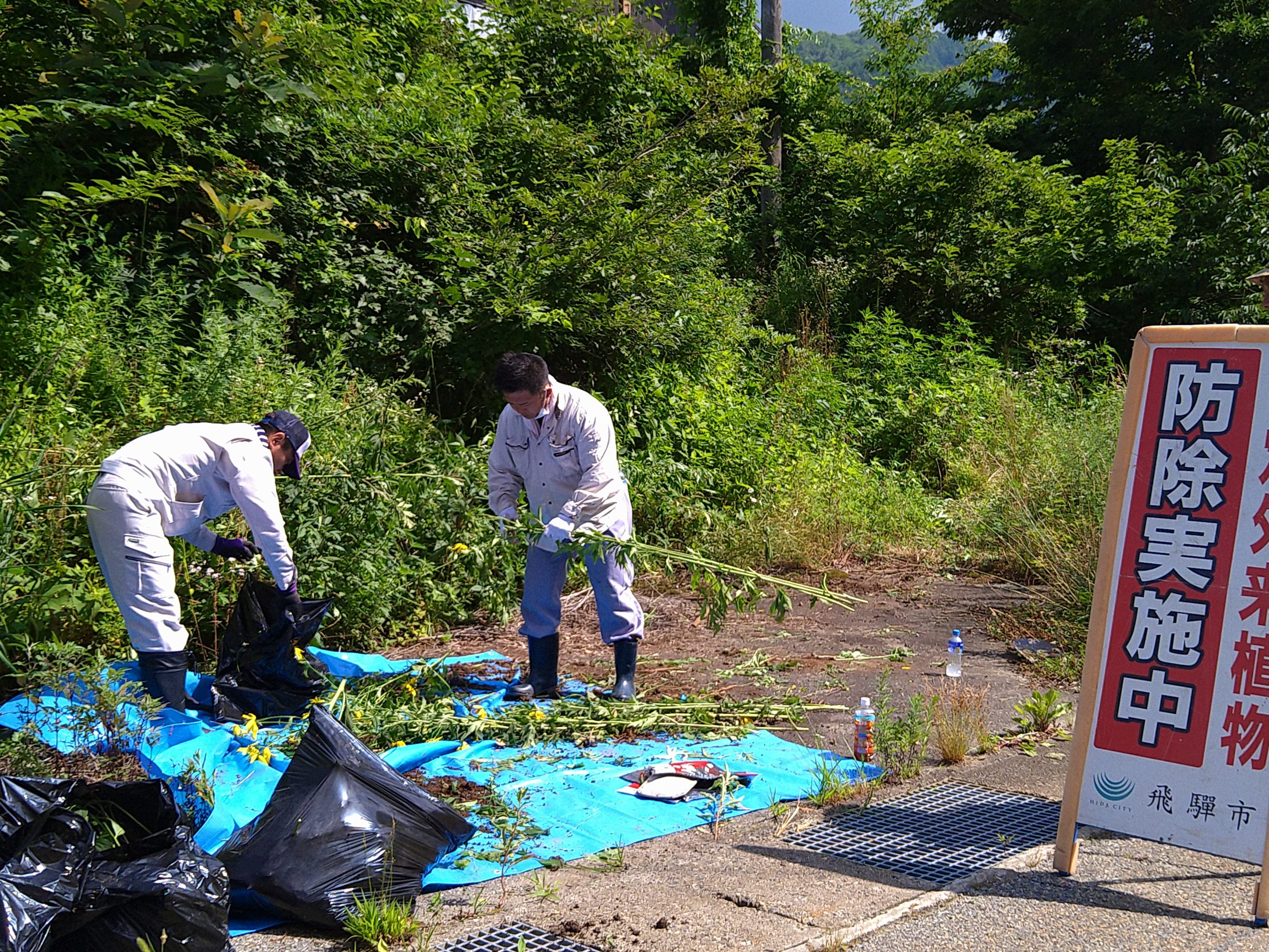 飛騨地区環境クリーンキャンペーン～特定外来種の防除作業を実施