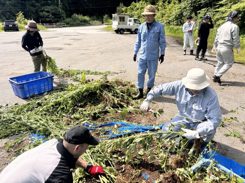 飛騨地協　🍃オオハンゴンソウ防除作業を実施🍃
